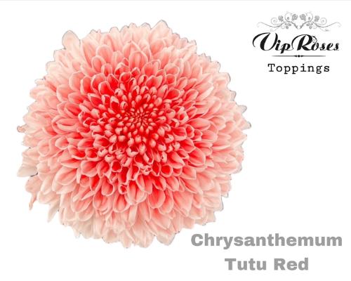 Chrysanthemum geplozen kas kleurbehandeld H%