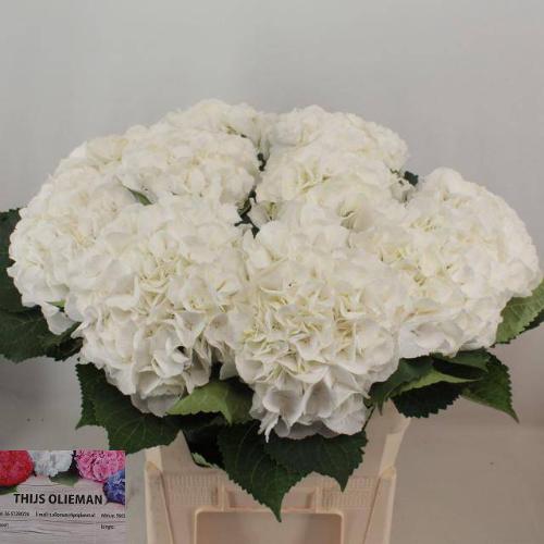 Hydrangea macrophylla 'Schneeball'