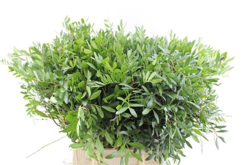 Pistacia (blad) per bos