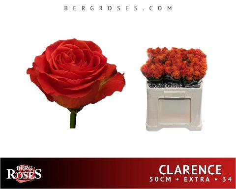 Rosa grootbloemig Clarence+