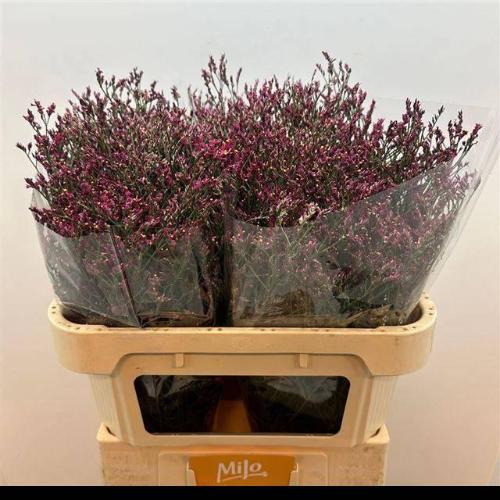 Limonium sinensis Scarlet Diamond