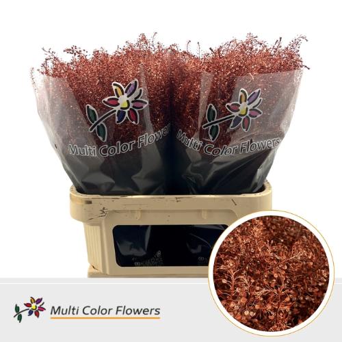 Lepidium kleurbehandeld H%