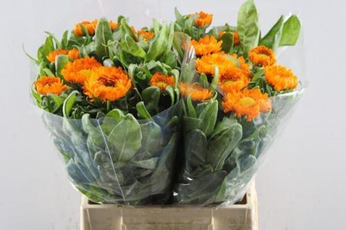 Calendula officinalis 'Green Spot Orange'