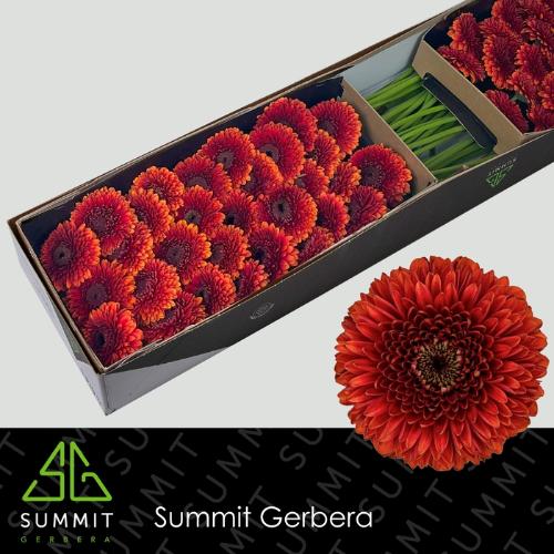 Gerbera mini bolvormig Pomponi Rizzo
