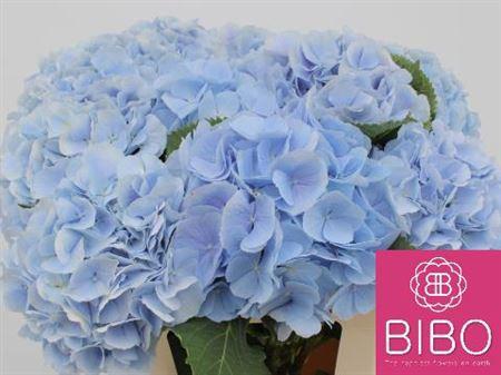 Hydrangea macrophylla 'Verena' (blauw)