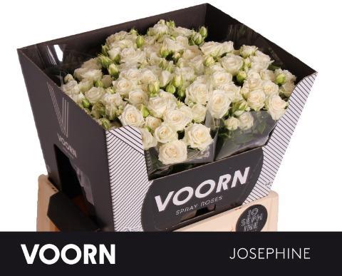 Rosa tros Josephine