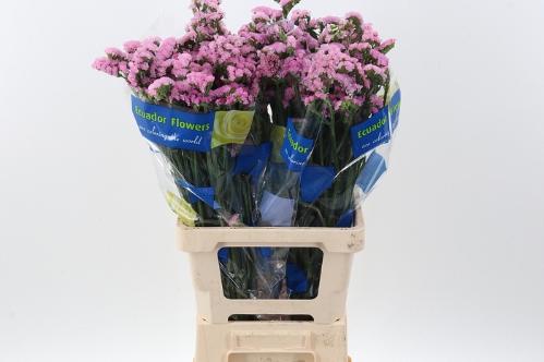 Limonium sinuatum 'Crystal Pink'