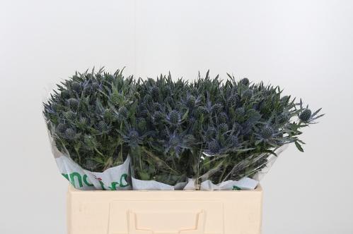 Eryngium Magical Blue Lagoon