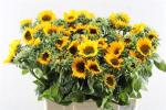 2eaaf7cb-ce37-4401-9c43-924fe752ddb5.jpg