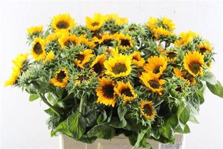 Helianthus annuus 'Sonja'