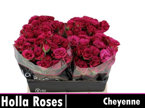 Rosa tros Cheyenne