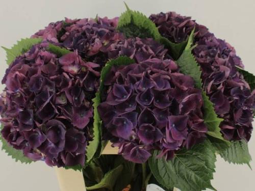 Hydrangea macrophylla Royal King