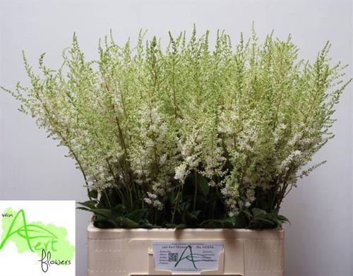 Astilbe Arendsii Grp 'Diamant'