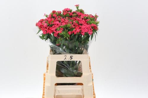 Dianthus barbatus 'Sweet Will Coral'