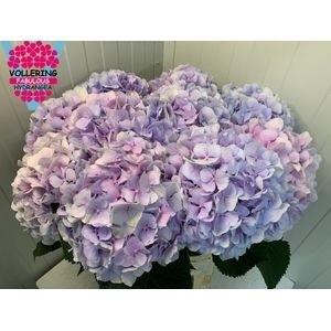 Hydrangea macrophylla 'Verena' (blauw)