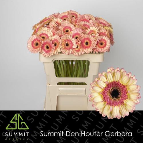Gerbera mini 'Prosecco'