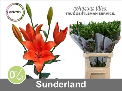 Lilium (La-Hybrids Grp) 'Sunderland'