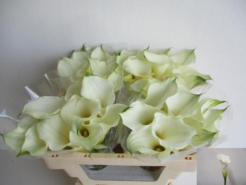 Zantedeschia White Mambo