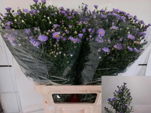 Aster Universum Grp 'Cassandra'