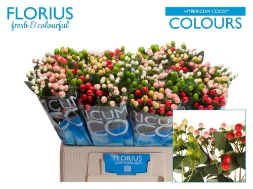 Hypericum Coco Rainbow gemengd