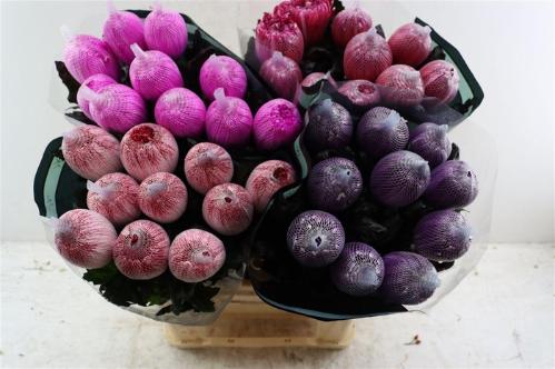 Chrysanthemum (Indicum Grp) geplozen Antonov kleurbehandeld H%