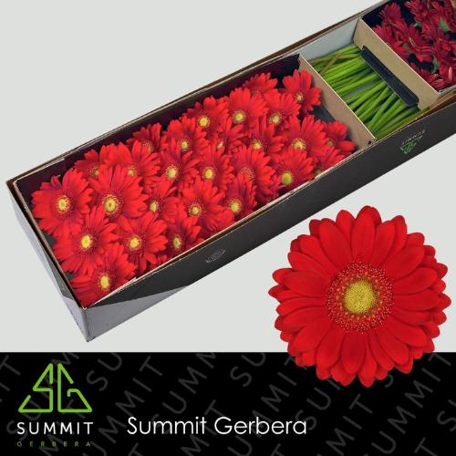 Gerbera mini Lipstick