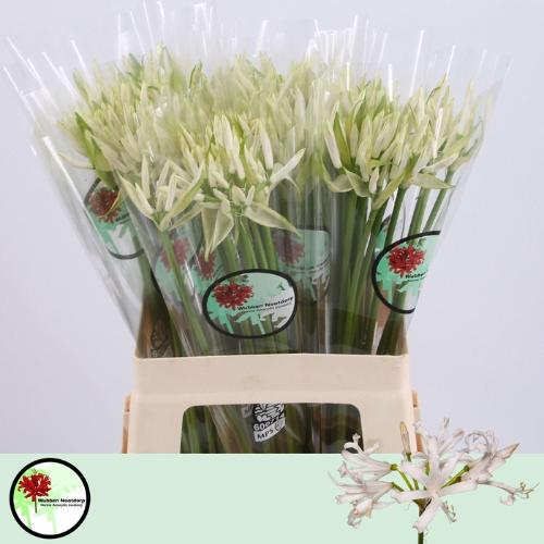 Nerine Bowdenii Grp 'White Charm'