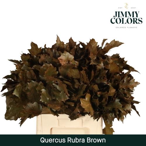 Quercus rubra kleurbehandeld H%