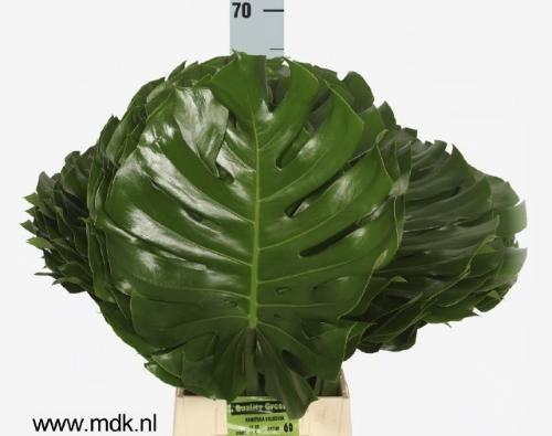 Monstera (blad)