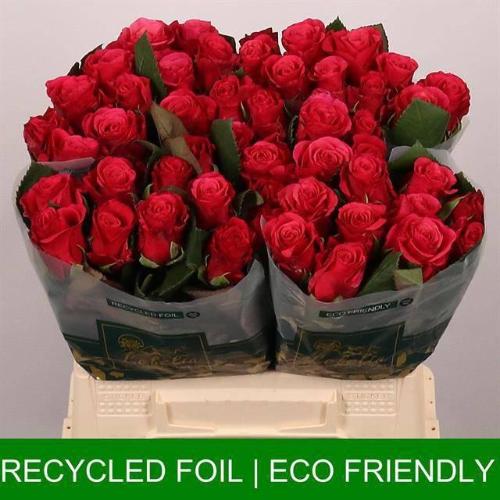 Rosa grootbloemig Tacazzi+