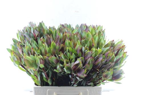 Leucadendron 'Senorita'