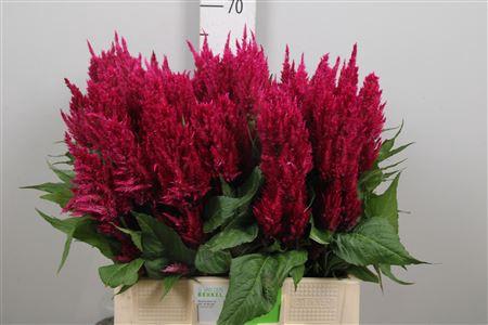 Celosia Plumosa Grp 'Century Purple Rose'