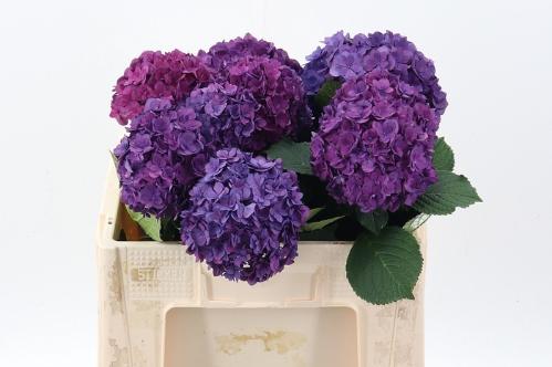 Hydrangea macrophylla Royal Anastasia (blauw)