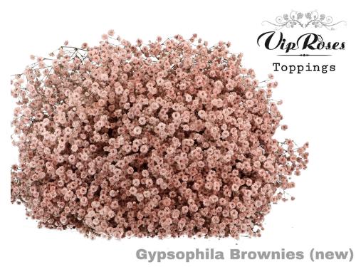 Gypsophila overig kleurbehandeld H%