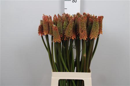 Kniphofia 'Alcazar'