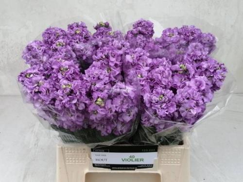 Matthiola incana 'Impala Lavender'