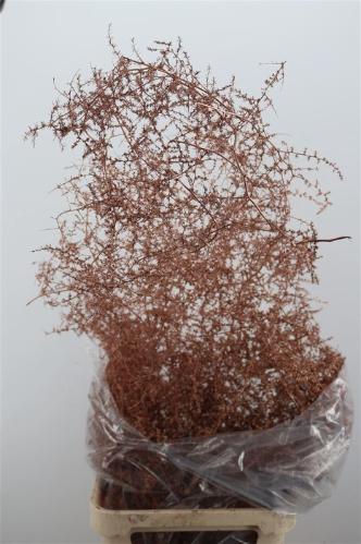 Asparagus overig kleurbehandeld H%