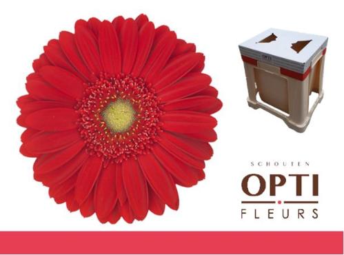 Gerbera grootbloemig 'Carambole'