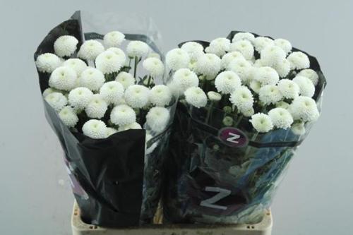 Chrysanthemum (Indicum Grp) tros santini Newton