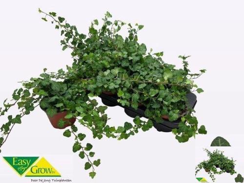 Hedera helix 'Wonder'