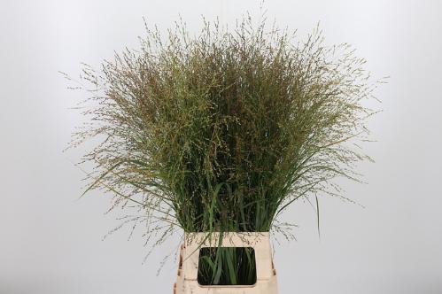 Panicum virgatum 'Dallas Blues'