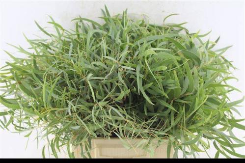 Eucalyptus nicholii