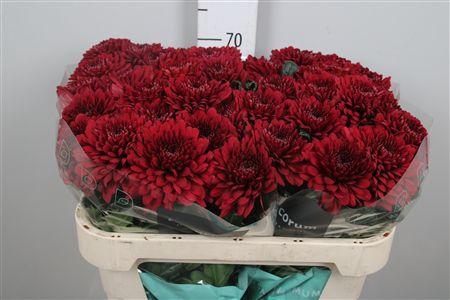 Chrysanthemum (Indicum Grp) geplozen Lamira Red