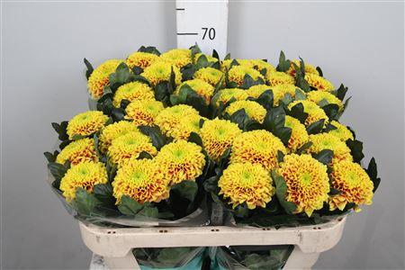 Chrysanthemum (Indicum Grp) geplozen Tropicana