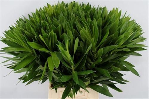 Cordyline fruticosa 'Purple Compacta' (decor)