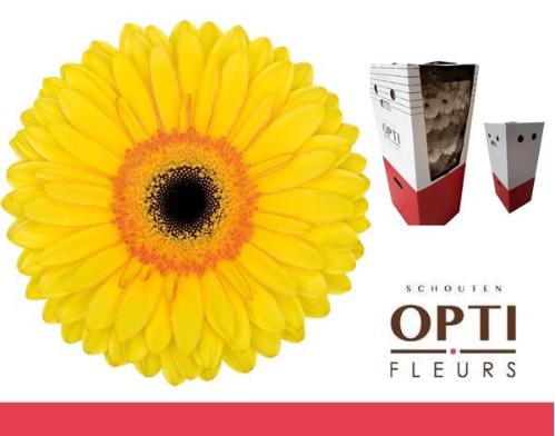 Gerbera grootbloemig 'Apollo'