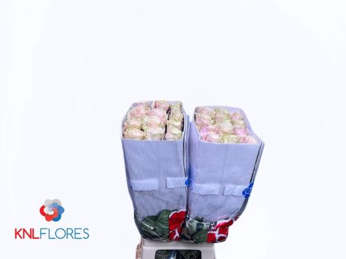 Rosa grootbloemig Pink Mondial