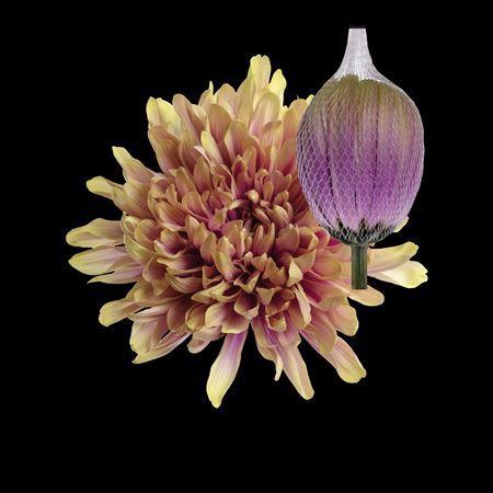Chrysanthemum (Indicum Grp) geplozen Antonov kleurbehandeld H%