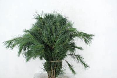 Pinus strobus