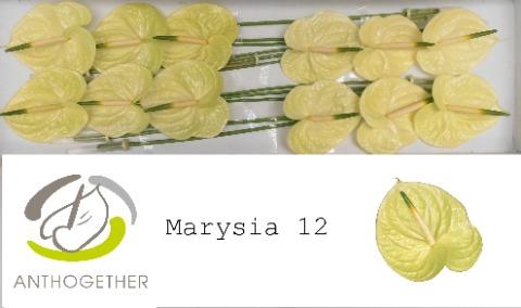Anthurium Andreanum Grp Marysia